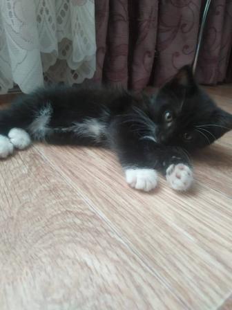 Кошки