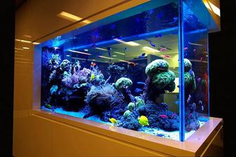 Обслуживание аквариумов Пресные, морские, тропические AQUA STORE Астана