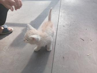 Котенок срочно