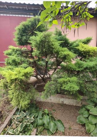 Обрезка деревьев,стрижка-обработка хвойных, уборка территории