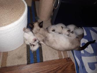 Сиамские котята