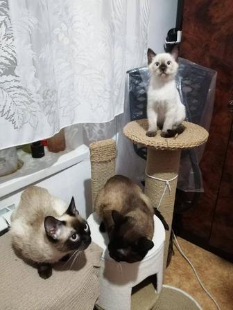 Сиамские котята