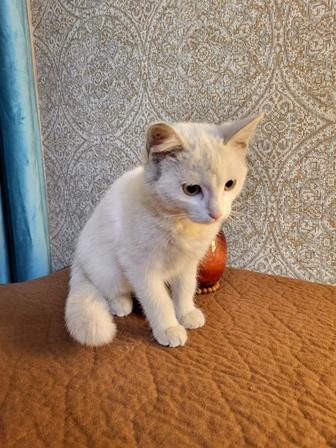 Домашний котенок 3 мес