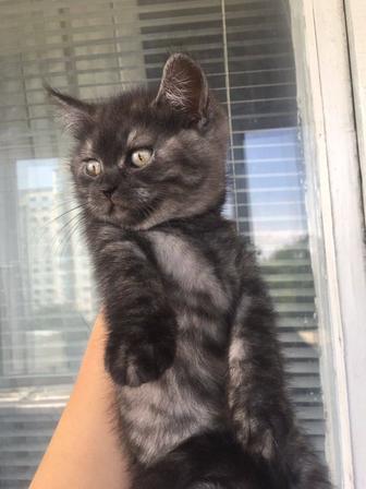 Продается шотландский котенок