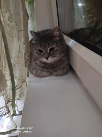 Серьезная кошечка Нюша в поиске дома.