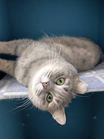 Серьезная кошечка Нюша в поиске дома.