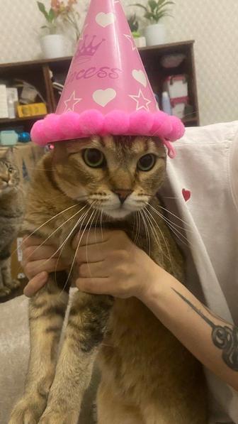 В поисках любящей семьи кот