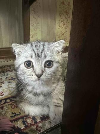 Шотландский котенок