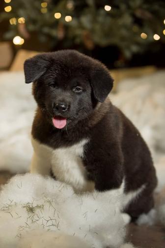 Породные щенки Американской Акиты