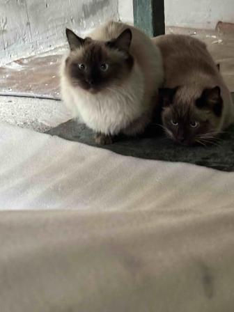 Двум котикам нужна семья