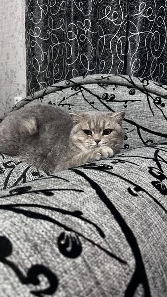 Отдам бесплатно кошечек в добрые руки!