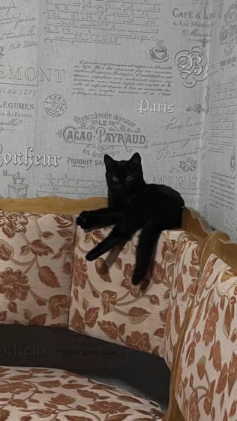 Отдам бесплатно кошечек в добрые руки!