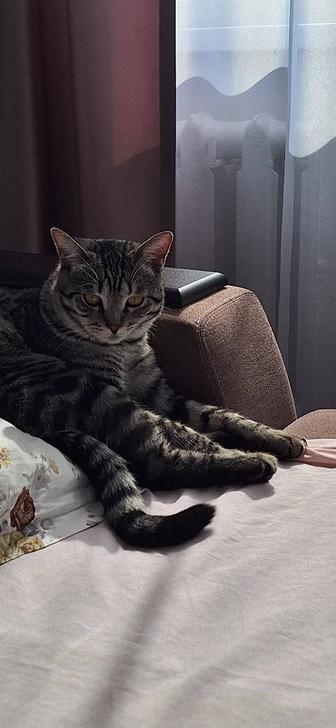 Кот домашнее животное