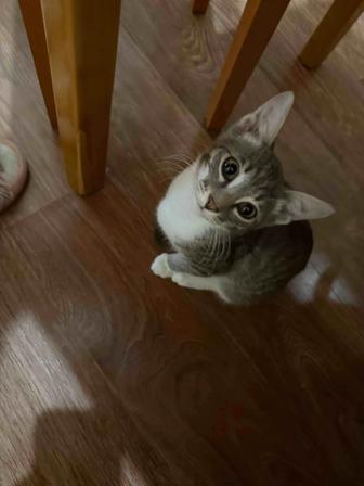 Отдам кота