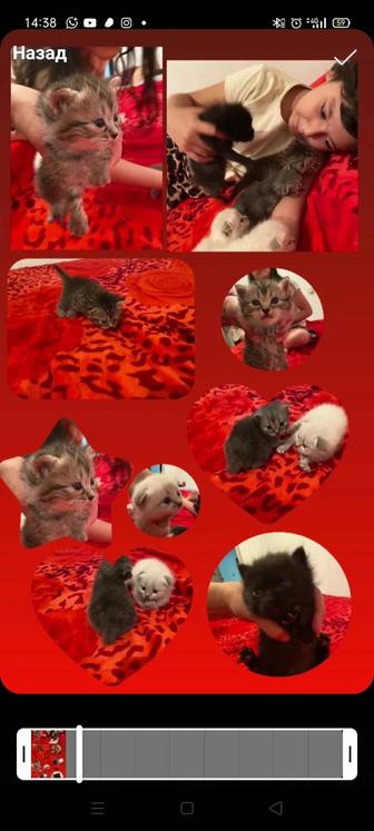 Котята