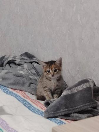 Отдам котенка в надежные руки