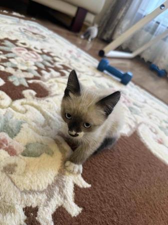 Отдам маленьких домашних котят