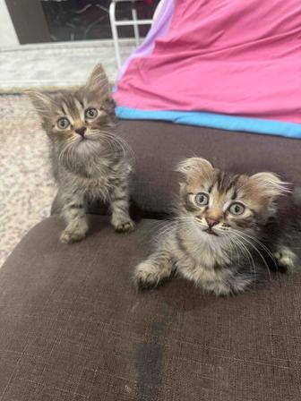 Шотландская вислоухая кошка