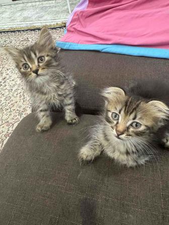 Шотландская вислоухая кошка