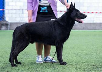 Вязка овчарка ВЕО ЧК