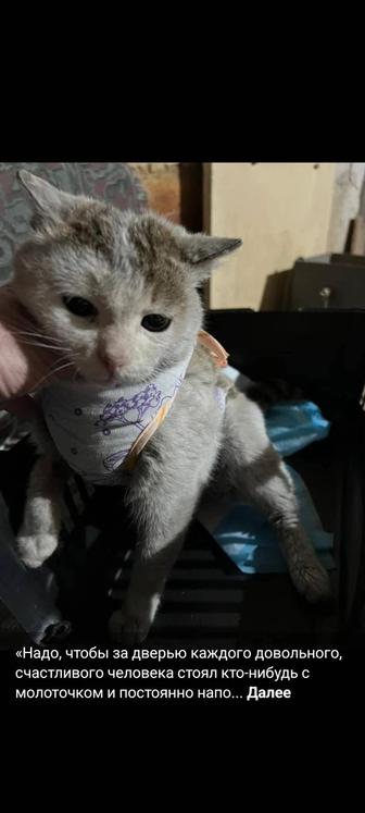 Кошечке Нюше нужен дом