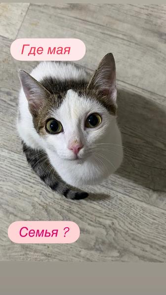 Бимбо 6 месяцев Стерильная