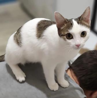 Бимбо 6 месяцев Стерильная