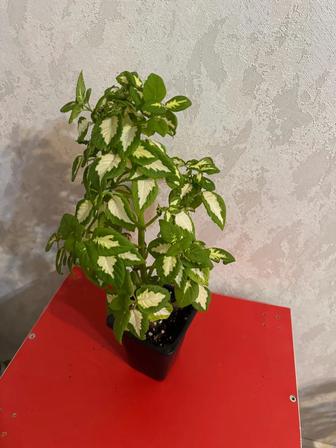 Продам комнатные цветы Колеусы