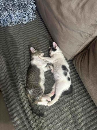 Отдам двух котят мальчики Актау