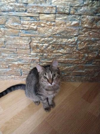 Кошечка в добрые руки