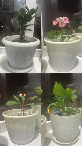 Продаю домашние цветы уже пересаженные в горшки