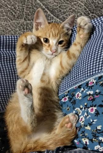 Котенок
