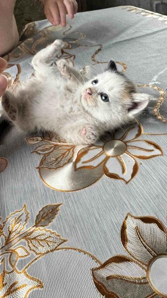 Отдам котенка