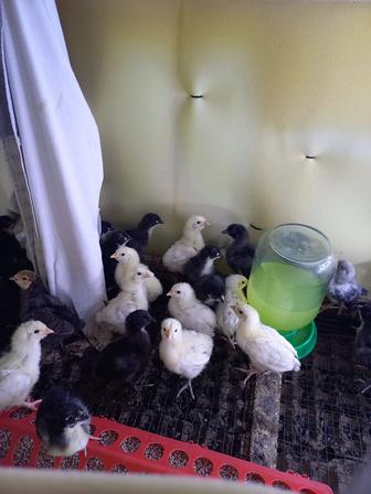 Продам птенцов чёрный австралорп и пресс гальская