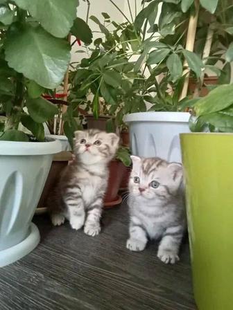Британские котята