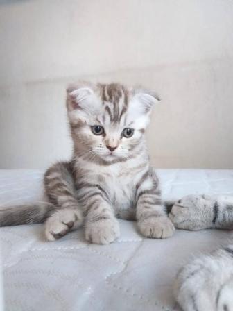 Британские котята