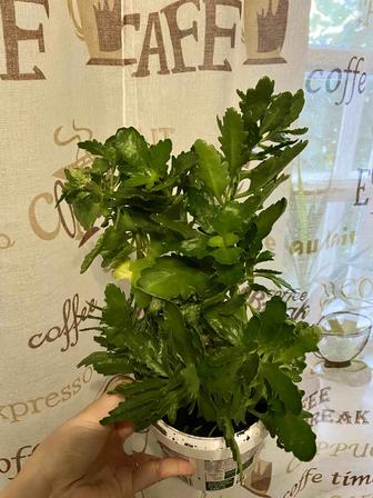 Продам комнатный цветок