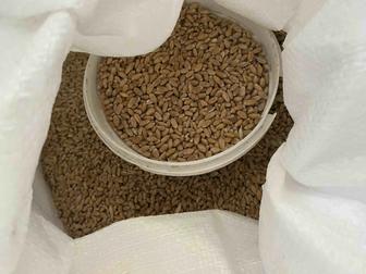 Корм для кур