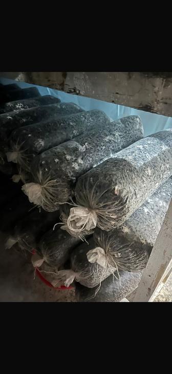 Грибные блоки вешенки черный принц