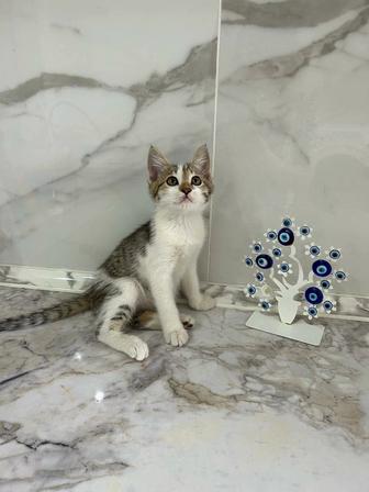 Котенок девочка