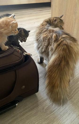 Котята 1,5 месяца