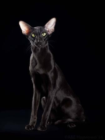 Ориентальные котята! Oriental