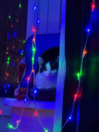 Отдам кота в добрые руки