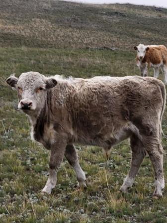 Продажа подсосных телят 6 м 50 шт