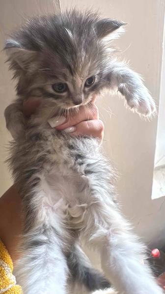 Отдам котят
