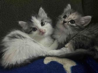 Отдам котят