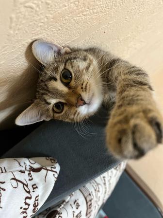 Отдам даром кошку