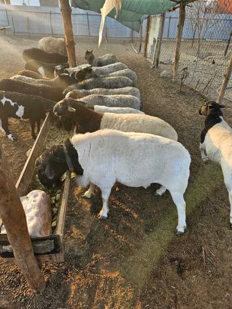 Дорпер баран 400 000 и 200 000 тенге. 2 штук. Мальчик