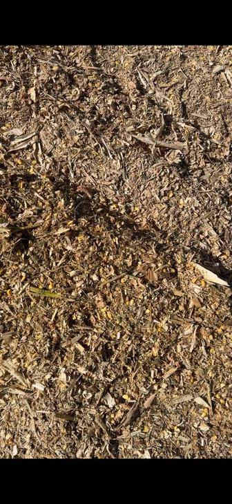 Корма, силос, кукуруза