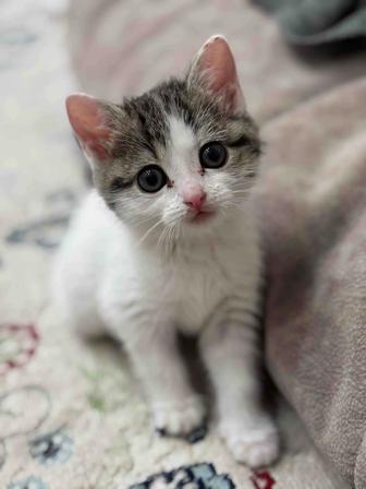 Отдам котенка в хорошие руки